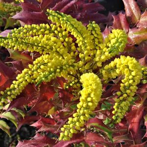 Mahonia × media 'Winter Sun' 30-40 cm